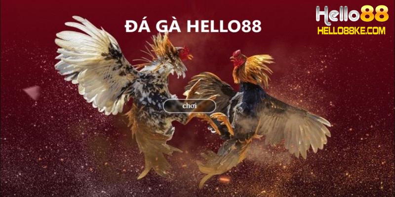 Giới thiệu về Hello88 đá gà