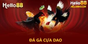 Đá gà cựa dao